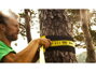 GIBBON Tree Wear